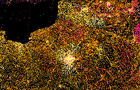 French - Number of Images